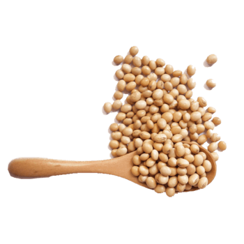 大豆免抠元素图片_元素素材5072031_万素网