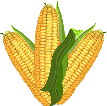 郑州大玉米卡通图片图片