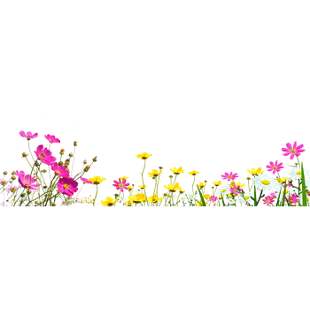 卡通蝴蝶飞舞花丛