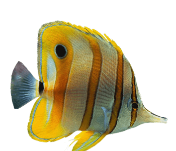 海底生物鱼图片-海底生物鱼设计素材-海底生物鱼素材免费下载-万素网