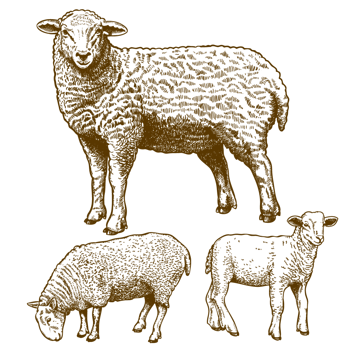 山羊羊 素材 免费山羊羊图片素材 山羊羊素材大全 万素网