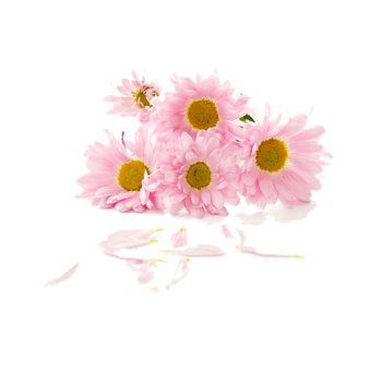 菊花图片 素材 免费菊花图片图片素材 菊花图片素材大全 万素网