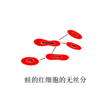 蛙红细胞结构图手绘图图片