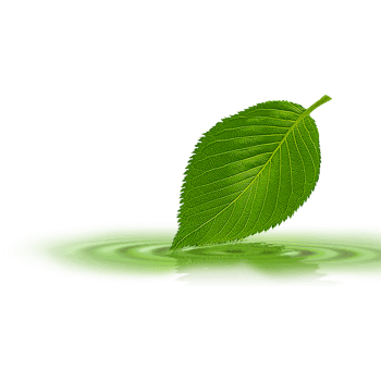 树叶绿叶水波纹