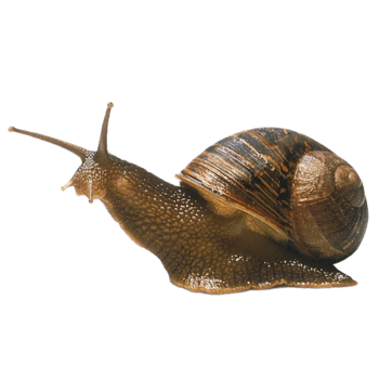 蜗牛图片-蜗牛素材下载-万素网