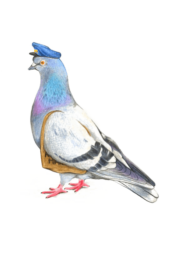 水彩信鸽
