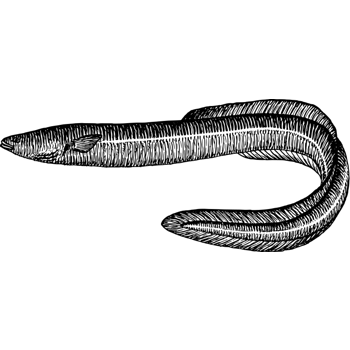 黑色的卡通手绘长鱼