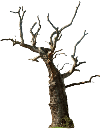 高大枯树树木树杆素材