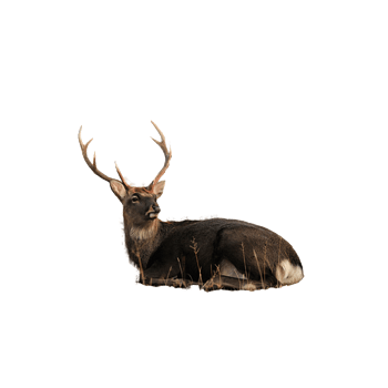 野生动物鹿图片