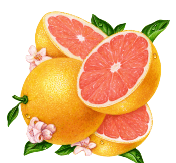 手绘甜橙