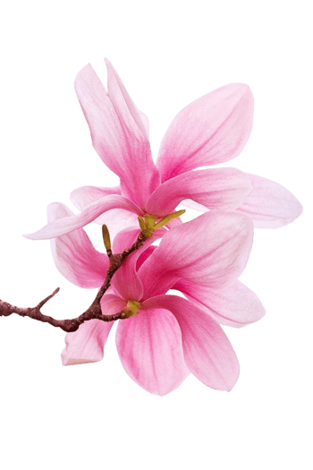 粉色玉兰花图片-粉色玉兰花设计素材-粉色玉兰花素材免费下载-万素网