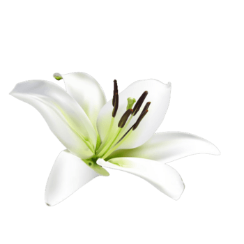 矢量百合花免抠元素图片_元素素材3202478_万素网