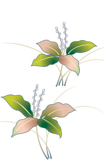 卡通手绘叶子花素材