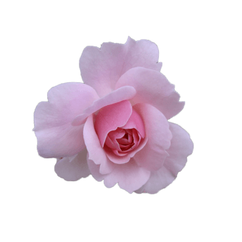 粉色蔷薇 素材 免费粉色蔷薇图片素材 粉色蔷薇素材大全 万素网