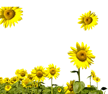 一排向日葵 素材 免费一排向日葵图片素材 一排向日葵素材大全 万素网