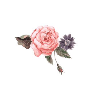 水彩彩绘粉色牡丹花
