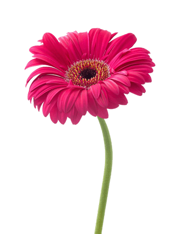 非洲菊 素材 免费非洲菊图片素材 非洲菊素材大全 万素网