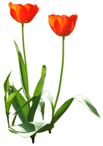 唯美背景图片鲜花背景素材玫瑰花花束