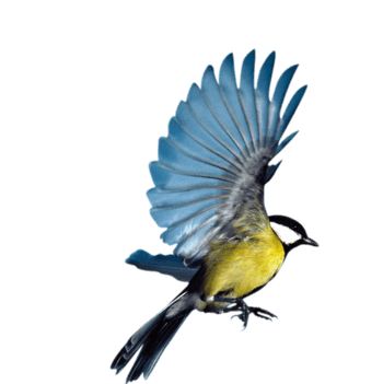 展翅小鸟免抠元素图片-元素素材4156434-万素网