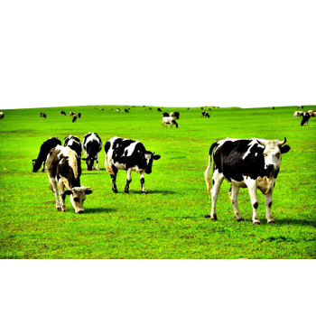 草原上奶牛 素材 免费草原上奶牛图片素材 草原上奶牛素材大全 万素网