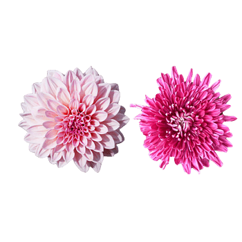 墨菊 素材 免费墨菊图片素材 墨菊素材大全 万素网