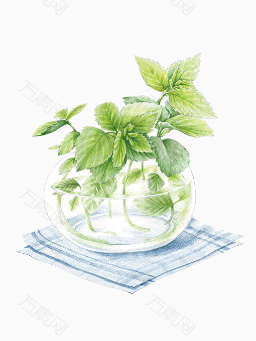 绿色薄荷叶_装饰元素_510*680px_编号3996229_png格式_万素网