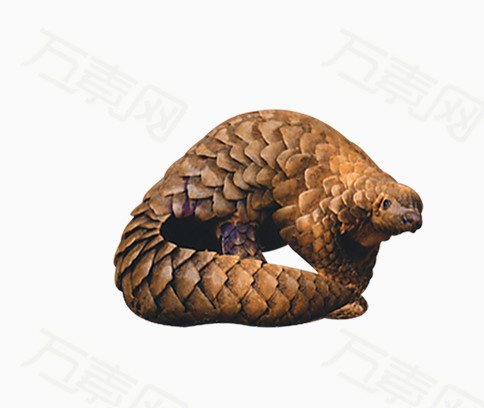金黄穿山甲