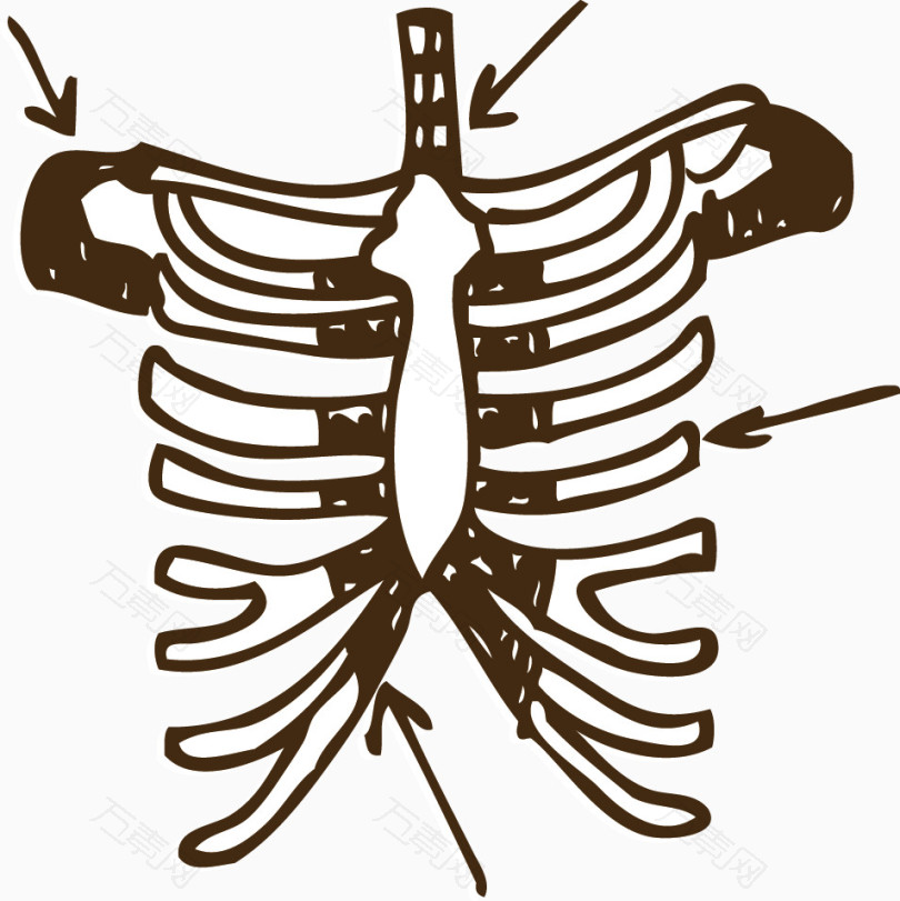 胸腔骨架