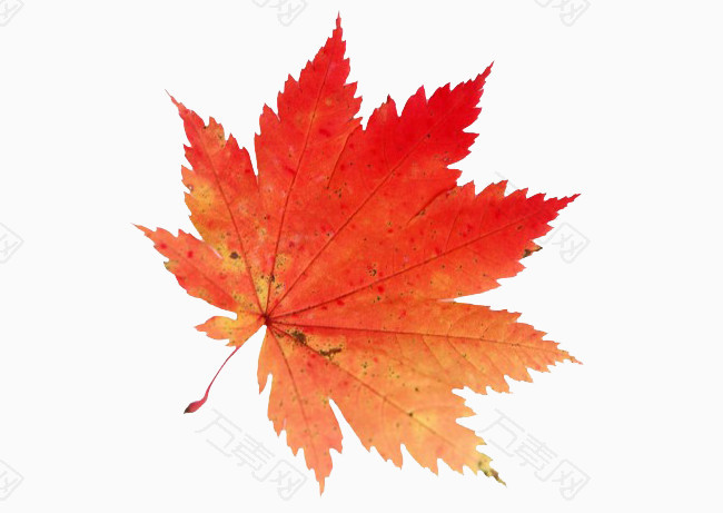 漂浮红色枫叶
