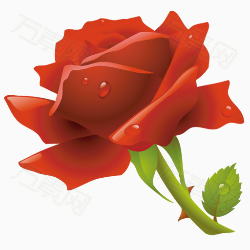 玫瑰花的照片卡通图片图片