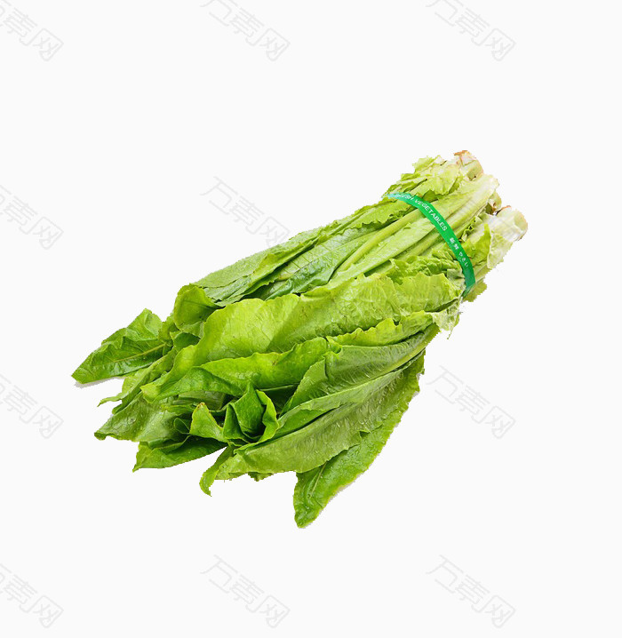 青菜油麦菜图片素材