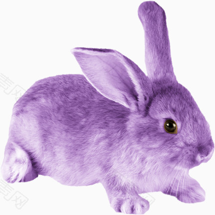 紫色的兔子