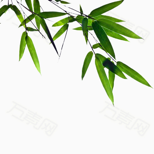 绿色竹子图图片免费下载_装饰元素_万素网