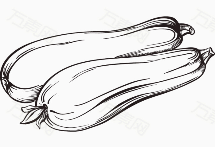 手绘蔬菜系列:西葫芦