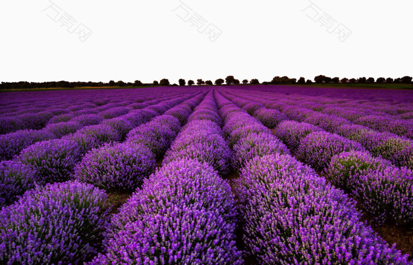 紫色唯美薰衣草花海素材
