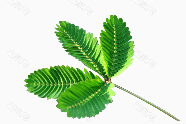 绿色含羞草