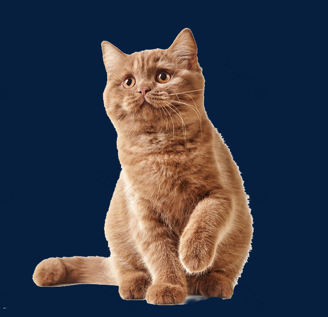 棕色可爱小猫咪