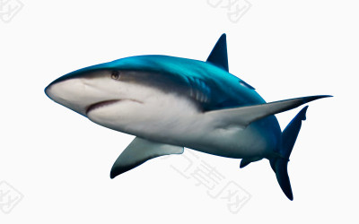 鲨鱼免抠元素图片