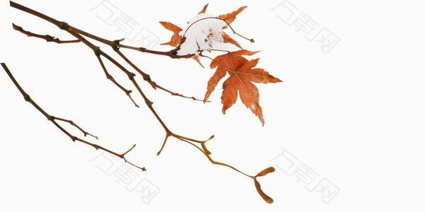 红色枫叶落叶树枝