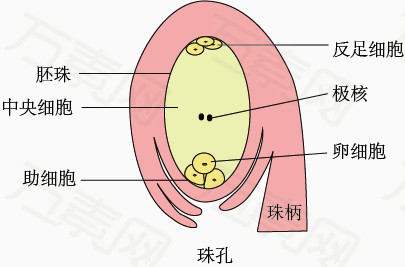 直生胚珠简图图片