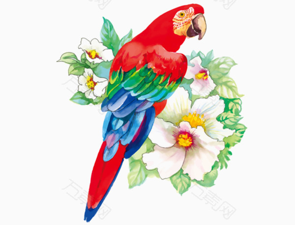 手绘红色鹦鹉