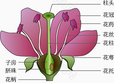 桃花的雄蕊和雌蕊形状图片