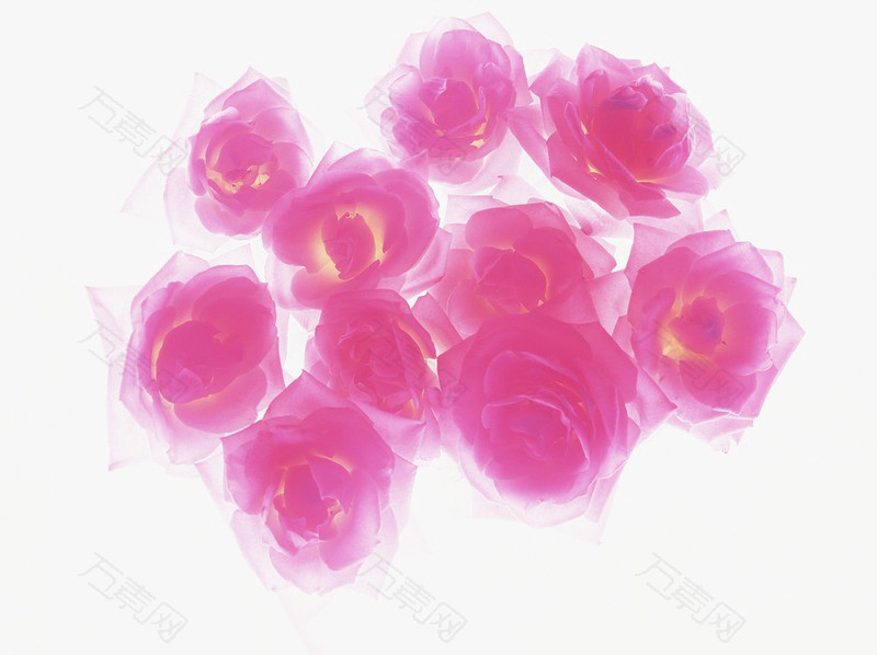 粉玫瑰玫瑰花束白玫瑰图片