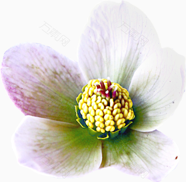 白色花蕊鲜花素材