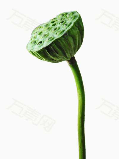 万素网 素材分类 莲蓬 9189 万素网提供莲蓬png设计素材,背景素材下载