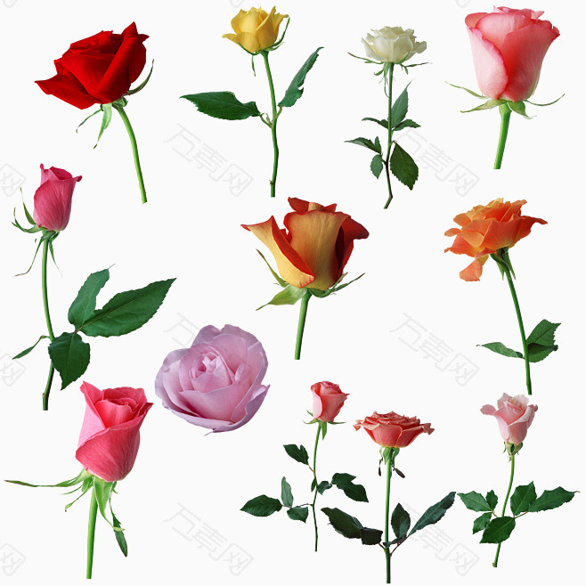 母情节鲜花素材