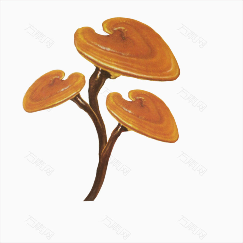 灵芝