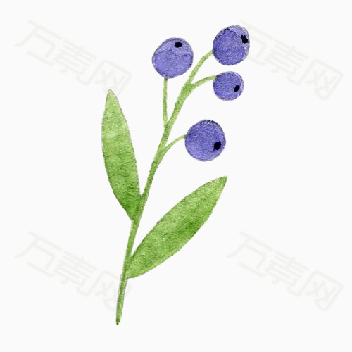 蓝莓树枝图片免费下载_卡通手绘_万素网