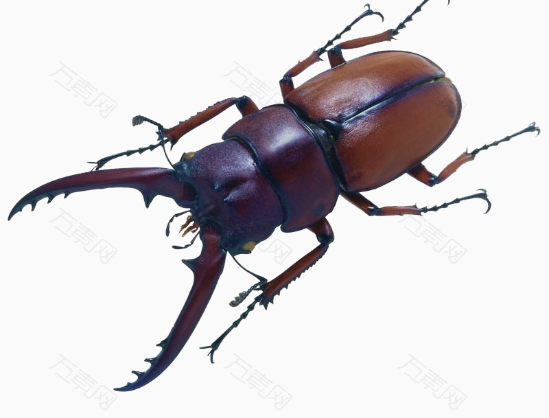 甲虫种上位素材图片