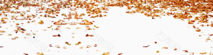 秋天的落叶